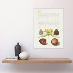 "Artery8 Moths Jerusalem Sage & Beans Calligraphy Wall Art Poster Print in White - Size: W18"" x H24""" - thumbnail 4