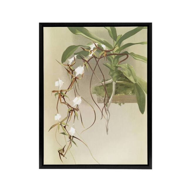 "Artery8 Frederick Sander Angraecum Caudatum Orchid Flowers Framed Canvas Art - Size: W12"" x H16""" - image 1