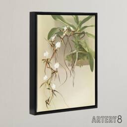 "Artery8 Frederick Sander Angraecum Caudatum Orchid Flowers Framed Canvas Art - Size: W12"" x H16""" - thumbnail 2
