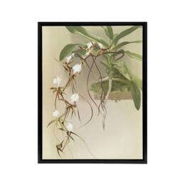 "Artery8 Frederick Sander Angraecum Caudatum Orchid Flowers Framed Canvas Art - Size: W12"" x H16""" - thumbnail 1
