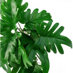 Leaf 6 x 50cm Artificial Trailing Philodendron Large Plant in Green - Size: 6 x 50 cm - thumbnail 2
