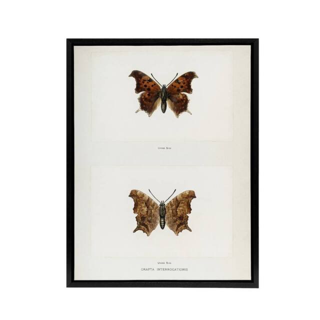 "Artery8 Question Mark Butterfly Vintage Artwork Denton Framed Canvas Wall Art in White - Size: W24"" x H32""" - image 1
