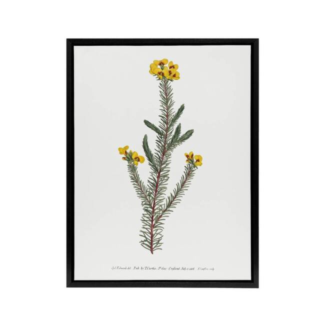"Artery8 Sansom Smooth Parrot Pea Botanical Illustration Framed Canvas Art in White - Size: W12"" x H16""" - image 1