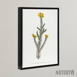 "Artery8 Sansom Smooth Parrot Pea Botanical Illustration Framed Canvas Art in White - Size: W12"" x H16""" - thumbnail 2