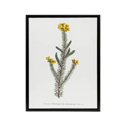 "Artery8 Sansom Smooth Parrot Pea Botanical Illustration Framed Canvas Art in White - Size: W12"" x H16""" - thumbnail 1