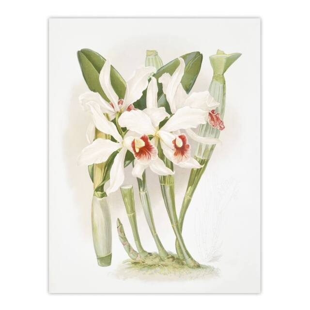 "Artery8 Frederick Sander Laelia Euspatha Orchid Flowers Wall Art Print - Size: W12"" x H16""" - image 1