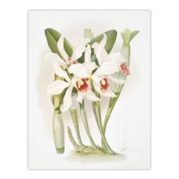 "Artery8 Frederick Sander Laelia Euspatha Orchid Flowers Wall Art Print - Size: W12"" x H16""" - thumbnail 1