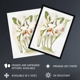 "Artery8 Frederick Sander Laelia Euspatha Orchid Flowers Wall Art Print - Size: W12"" x H16""" - thumbnail 2