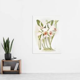 "Artery8 Frederick Sander Laelia Euspatha Orchid Flowers Wall Art Print - Size: W12"" x H16""" - thumbnail 4