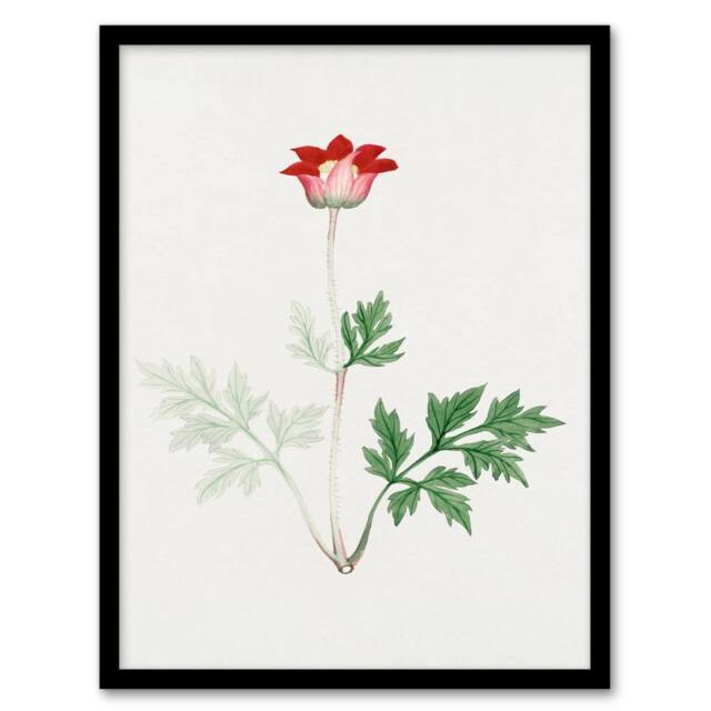 Artery8 Vintage Japan Botanical Framed Wall Art Print Red Bloom Flower - Size: A4 - image 1