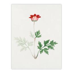 Artery8 Vintage Japan Botanical Framed Wall Art Print Red Bloom Flower - Size: A4 - thumbnail 3