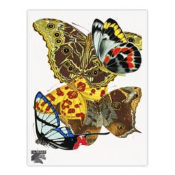 Artery8 Eugene Seguy Framed Wall Art Papillons Bright Vintage Butterflies - Size: A4 - thumbnail 3