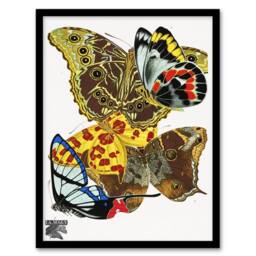 Artery8 Eugene Seguy Framed Wall Art Papillons Bright Vintage Butterflies - Size: A4 - thumbnail 1
