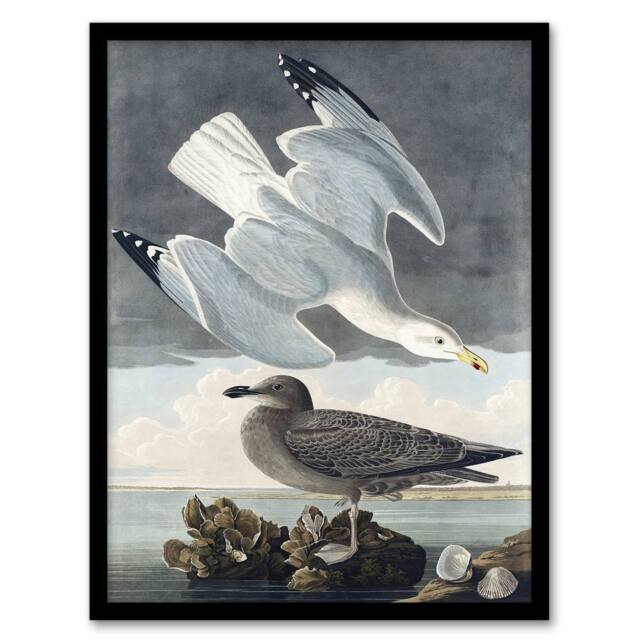 Artery8 Birds of America Herring Gull Audubon Nature Framed Wall Art Print in Grey - Size: A4 - image 1