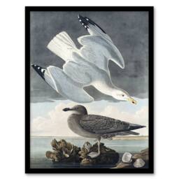 Artery8 Birds of America Herring Gull Audubon Nature Framed Wall Art Print in Grey - Size: A4 - thumbnail 1