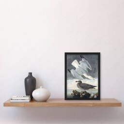 Artery8 Birds of America Herring Gull Audubon Nature Framed Wall Art Print in Grey - Size: A4 - thumbnail 4