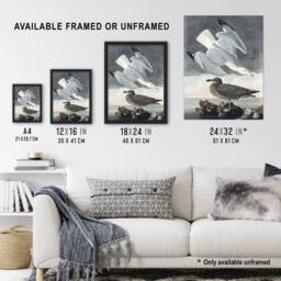 Artery8 Birds of America Herring Gull Audubon Nature Framed Wall Art Print in Grey - Size: A4 - thumbnail 3