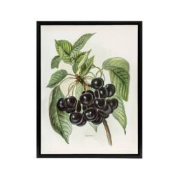 "Artery8 Vintage Artwork of Early Rivers Cherries Wright Framed Canvas Wall Art in White - Size: W12"" x H16""" - thumbnail 1