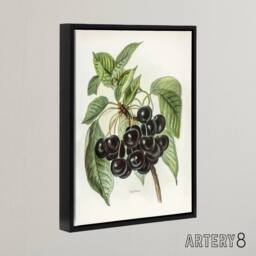"Artery8 Vintage Artwork of Early Rivers Cherries Wright Framed Canvas Wall Art in White - Size: W12"" x H16""" - thumbnail 2