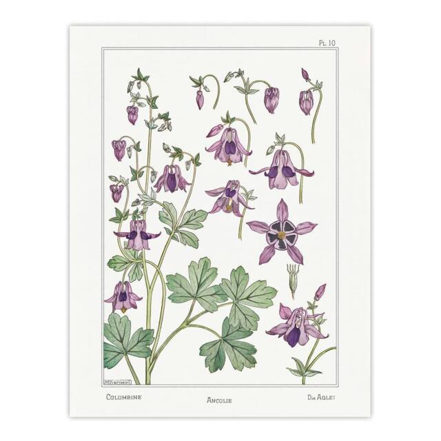 "Artery8 Columbine Aquilegia Flower Vintage Wall Art Print Verneuil in White - Size: W12"" x H16""" - image 1