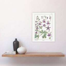 "Artery8 Columbine Aquilegia Flower Vintage Wall Art Print Verneuil in White - Size: W12"" x H16""" - thumbnail 4
