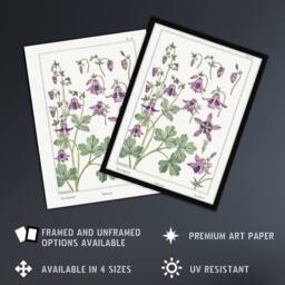"Artery8 Columbine Aquilegia Flower Vintage Wall Art Print Verneuil in White - Size: W12"" x H16""" - thumbnail 2