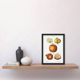 "Artery8 Citrus Fruit Illustration Redoute Vintage Framed Wall Art Print in White - Size: W12"" x H16""" - thumbnail 4