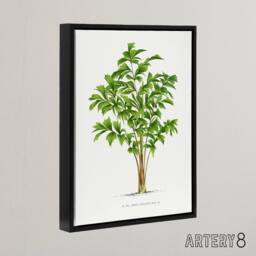 "Artery8 Caryota Sobolifera Palm Tree Kerchove Framed Canvas Wall Art Print in White - Size: W12"" x H16""" - thumbnail 2