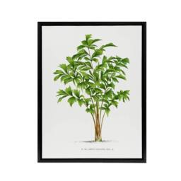 "Artery8 Caryota Sobolifera Palm Tree Kerchove Framed Canvas Wall Art Print in White - Size: W12"" x H16""" - thumbnail 1