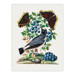"Artery8 Northern Wheatear & Mourning Cloak Bolton Wall Art Poster Print - Size: W18"" x H24""" - thumbnail 1