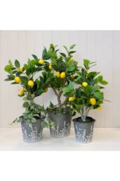 KDMD Set of Three Rustic metal planters with Meadow design in Grey - thumbnail 4