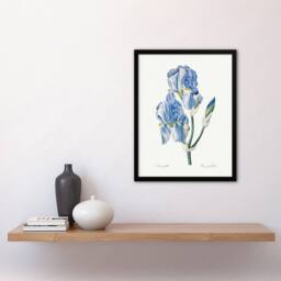 Artery8 Iris Pallida Botanical Redoute Vintage Framed Wall Art Print in White - Size: A4 - thumbnail 4