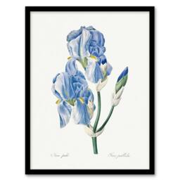 Artery8 Iris Pallida Botanical Redoute Vintage Framed Wall Art Print in White - Size: A4 - thumbnail 1