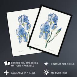 Artery8 Iris Pallida Botanical Redoute Vintage Framed Wall Art Print in White - Size: A4 - thumbnail 2