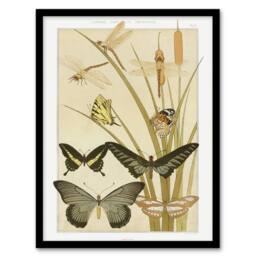 Artery8 Butterflies & Dragonflies Vintage Framed Wall Art Print Verneuil in Khaki - Size: A4 - thumbnail 1