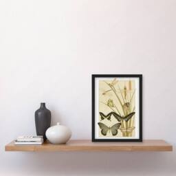 Artery8 Butterflies & Dragonflies Vintage Framed Wall Art Print Verneuil in Khaki - Size: A4 - thumbnail 4