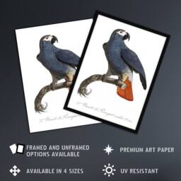 "Artery8 The Grey Parrot Illustration Levaillant Wall Art Poster Print in White - Size: W12"" x H16""" - thumbnail 2