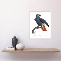 "Artery8 The Grey Parrot Illustration Levaillant Wall Art Poster Print in White - Size: W12"" x H16""" - thumbnail 4