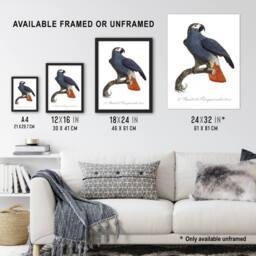 "Artery8 The Grey Parrot Illustration Levaillant Wall Art Poster Print in White - Size: W12"" x H16""" - thumbnail 3