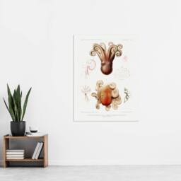 "Artery8 Octopus Marine Life Study Albert I Wall Art Poster Print in White - Size: W12"" x H16""" - thumbnail 4
