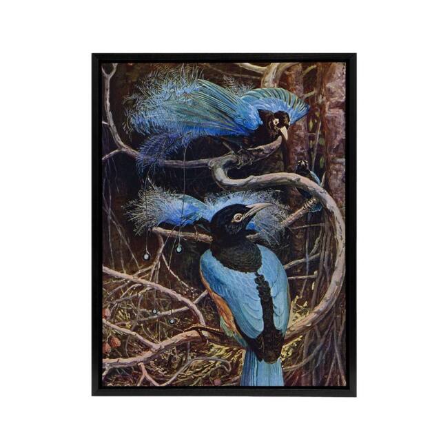 "Artery8 Blue Bird of Paradise Sir Henry Johnston Framed Canvas Wall Art in Brown - Size: W12"" x H16""" - image 1