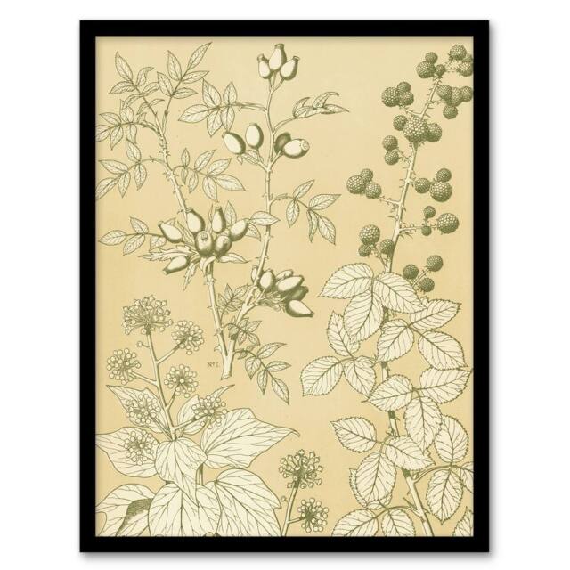 Artery8 Wild Rose Ivy Blackberry Botanical Jones Vintage Framed Wall Art Print in Beige - Size: A4 - image 1