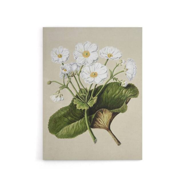 "Artery8 New Zealand Mountain Lily Flowers Featon Canvas Wall Art Print in Beige - Size: W12"" x H16""" - image 1