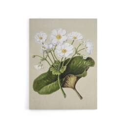 "Artery8 New Zealand Mountain Lily Flowers Featon Canvas Wall Art Print in Beige - Size: W12"" x H16""" - thumbnail 1