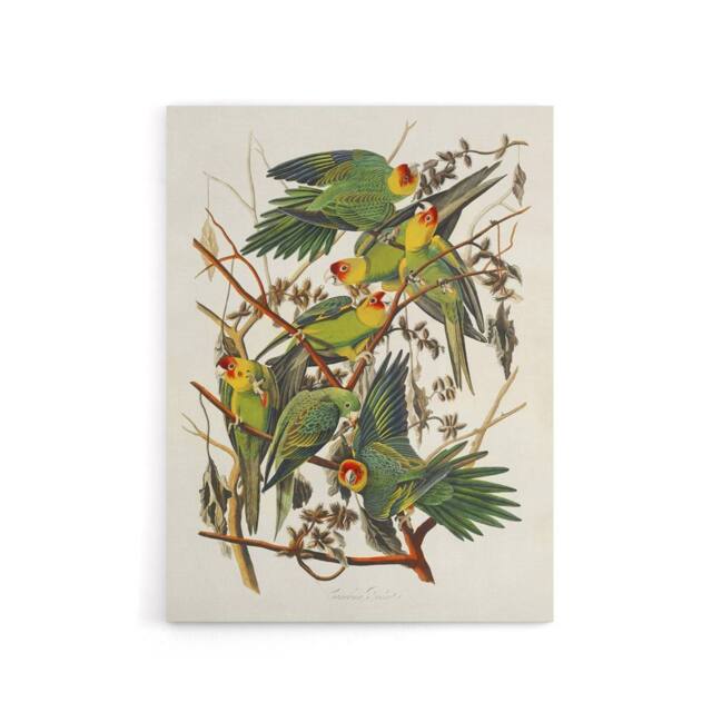 "Artery8 Carolina Parakeet Parrot Audubon Nature Canvas Wall Art in White - Size: W24"" x H32""" - image 1
