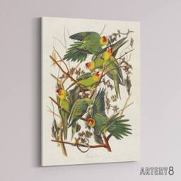 "Artery8 Carolina Parakeet Parrot Audubon Nature Canvas Wall Art in White - Size: W24"" x H32""" - thumbnail 2