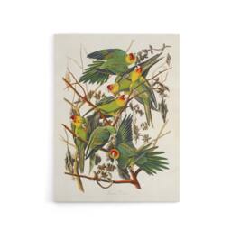 "Artery8 Carolina Parakeet Parrot Audubon Nature Canvas Wall Art in White - Size: W24"" x H32""" - thumbnail 1