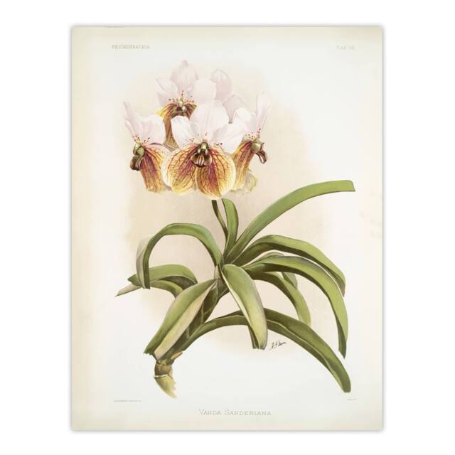 "Artery8 Frederick Sander Vanda Sanderiana Orchid Flowers Wall Art Print - Size: W12"" x H16""" - image 1