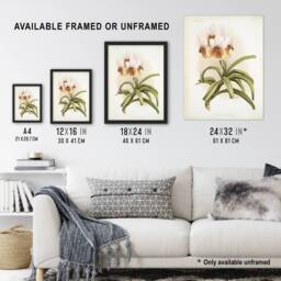 "Artery8 Frederick Sander Vanda Sanderiana Orchid Flowers Wall Art Print - Size: W12"" x H16""" - thumbnail 3