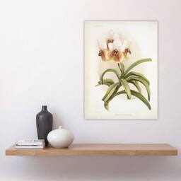 "Artery8 Frederick Sander Vanda Sanderiana Orchid Flowers Wall Art Print - Size: W12"" x H16""" - thumbnail 4